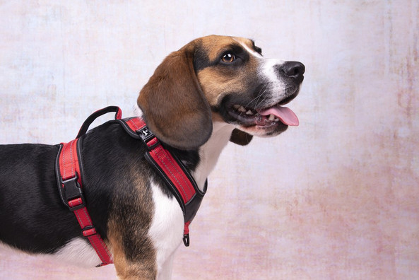 Flamingo f-521203 - Harnais Confort Toga pour Chiens de Tous Âges