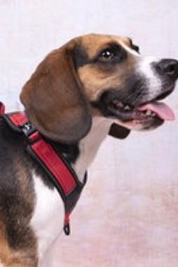 Flamingo f-521203 - Harnais Confort Toga pour Chiens de Tous Âges