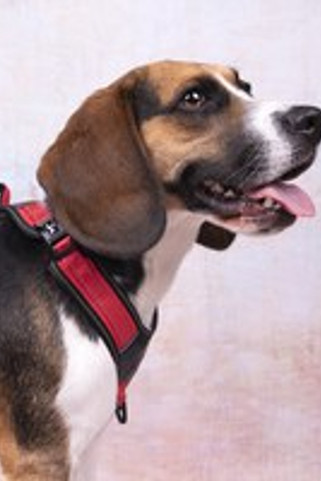 Flamingo f-521203 - Harnais Confort Toga pour Chiens de Tous Âges