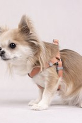 Flamingo f-521191 - Harnais Noors saumon