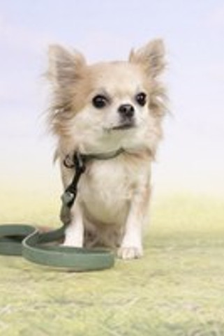 Flamingo f-521255 - Collier Leano en Cuir Vert et Orange pour Chiens