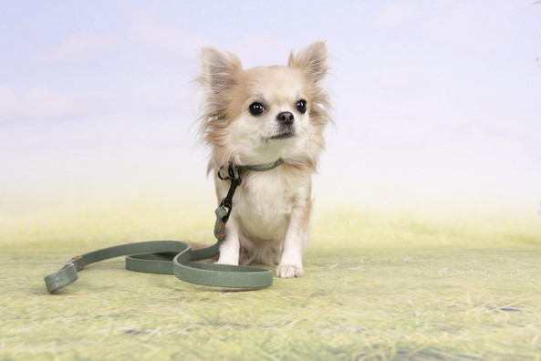 Flamingo f-521253 - Collier Leano Vert en Cuir pour Chiens Élégants