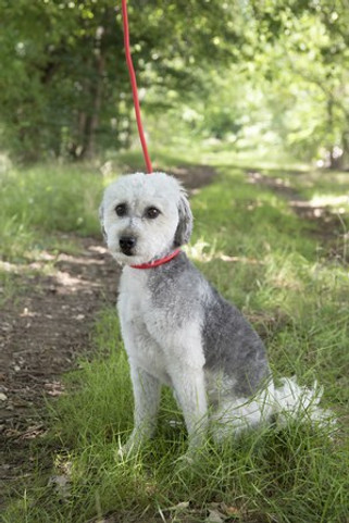 Flamingo f-521327 - Laisse anti-traction