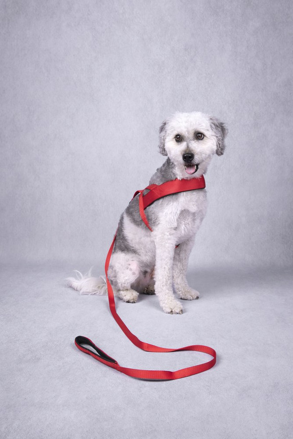 Flamingo f-521438 - Abbi Red Comfort Dog Harness with Quick-Dry Nylon