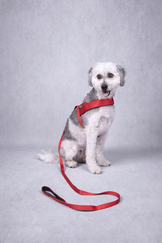 Flamingo f-521438 - Harnais Confortable Abbi Rouge pour Chiens Actifs