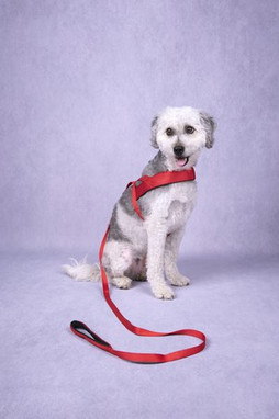Flamingo f-521416 - Laisse Abbi Confort et Durabilité pour Chiens