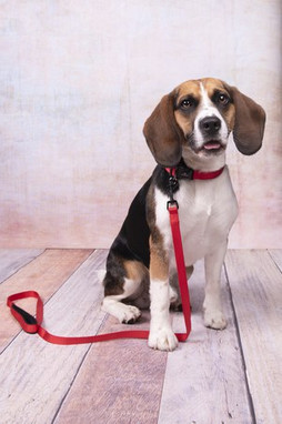 Flamingo f-521414 - Collier Confortable et Résistant Abbi pour Chiens