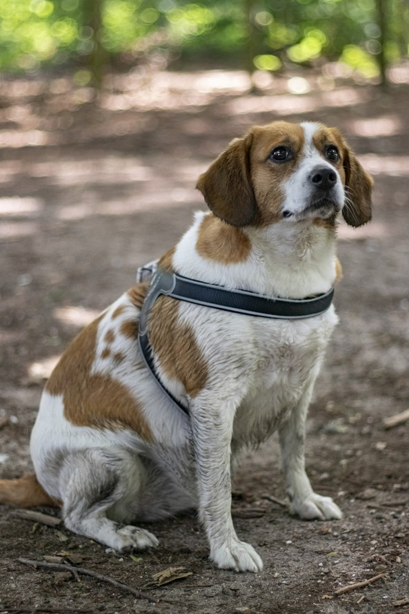 Flamingo f-521554 - Harnais Confortable en Nylon pour Chiens