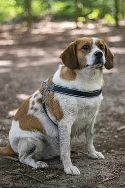 Flamingo f-521554 - Harnais Confortable en Nylon pour Chiens