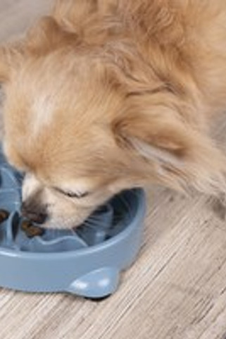 Flamingo f-521650 - Gamelle pour la nourriture Slow feeder Rond Pétrol