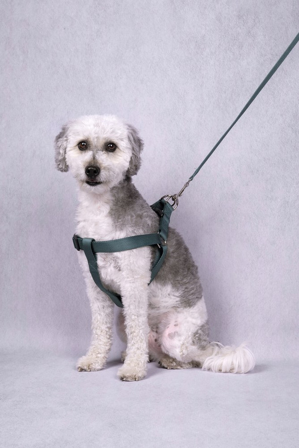 Flamingo f-521872 - Ziggi Lightweight Nickel-Coated Dog Leash