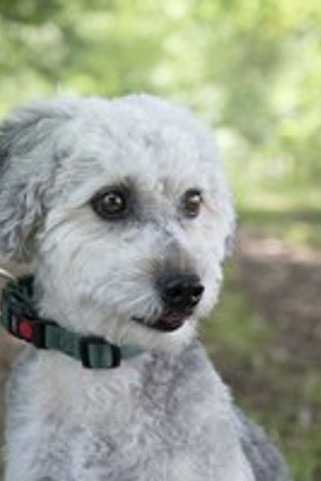 Flamingo f-521861 - Collier Chic pour Chiens Aventureux