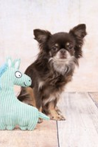 Flamingo f-521910 - Jouet Cheval Turquoise