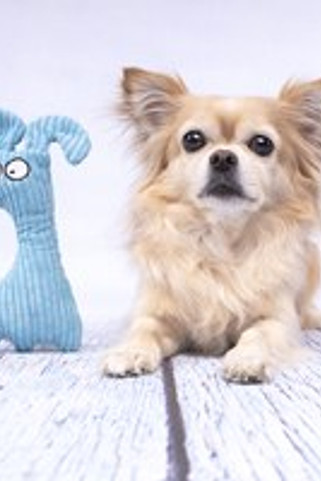 Flamingo f-521912 - Peluches Interactives pour Chiens avec Squeaker