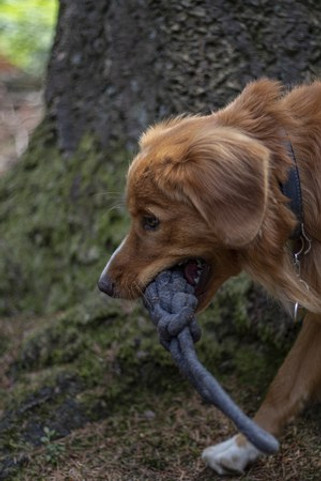Flamingo f-521944 - Jouet Corde à tirer Tissé foncé