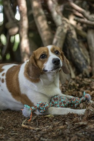 Flamingo f-521958 - Jouet Cordon Balle nouée avec 2 noeuds