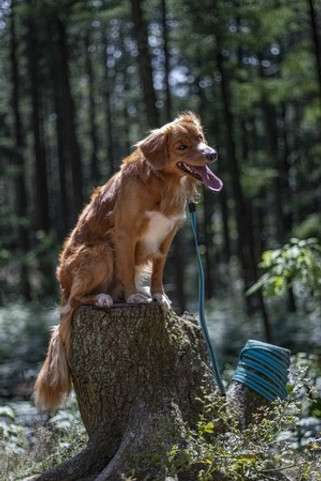 Flamingo f-522188 - Laisse dentraînement et à pister Turquoise