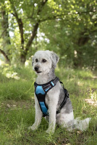 Flamingo f-519157 - Harnais Confortable en Nylon Rembourré