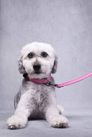 Flamingo f-519274 - Collier Avec neoprène