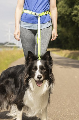 Flamingo f-522250 - Laisse pour le jogging avec ceinture ventrale fluo