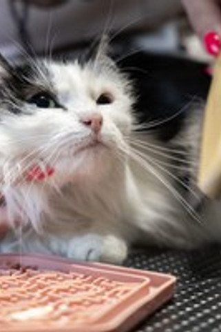 Flamingo f-561407 - Peigne rotatives Babu