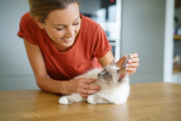 Flamingo f-561427 - Vandy Easy Tick Remover for Cats