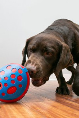 Kong® f-522553 - Kong Wally Interactive Treat Dispenser Toy