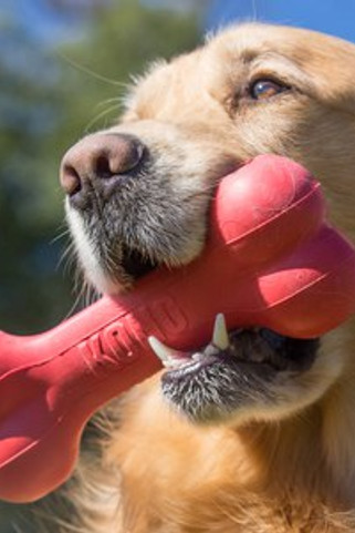 Kong® f-522773 - KONG Durable Bone with Goodie Gripper for Dogs