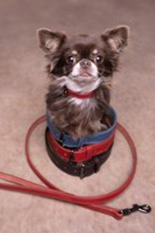 Flamingo f-522915 - Buffalo Leather Red Denver Dog Leash