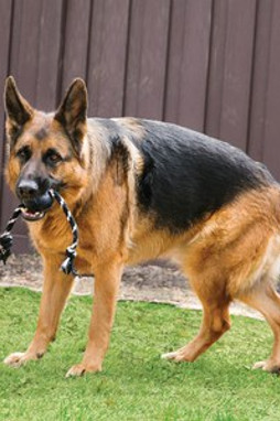 Kong® f-523030 - Jouet Résistant pour Chiens Puissants Kong®