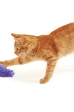 Kong® f-561510 - Jouet Actif pour Chat avec Liège et Herbe à Chat