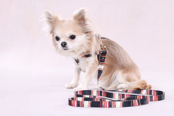 Flamingo f-523501 - Harnais Confort Ajustable Tabor pour Chiens