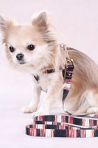 Flamingo f-523501 - Harnais Confort Ajustable Tabor pour Chiens