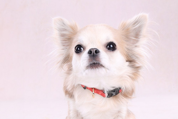 Flamingo f-523504 - Noekie Adjustable Orange Dog Collar