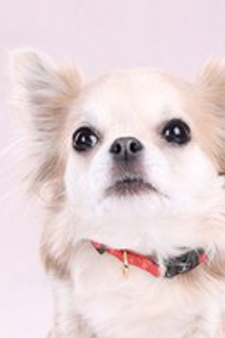 Flamingo f-523504 - Collier Noekie Orange Confort et Élégance pour Chiens