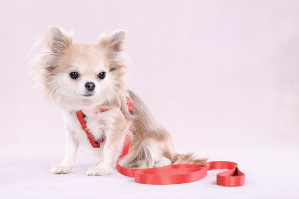 Flamingo f-523507 - Noekie Durable Orange Dog Walking Leash