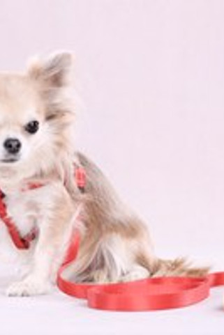 Flamingo f-523507 - Laisse Noekie Orange pour Promenades Aventureuses