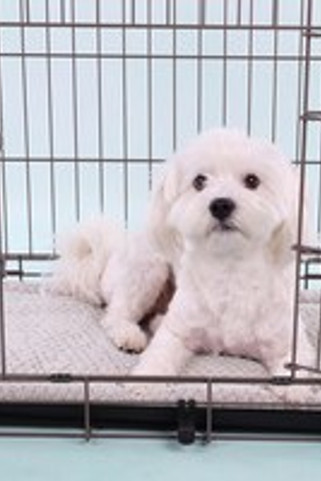 Flamingo f-523484 - Coussin Confort Douillet pour Chiens