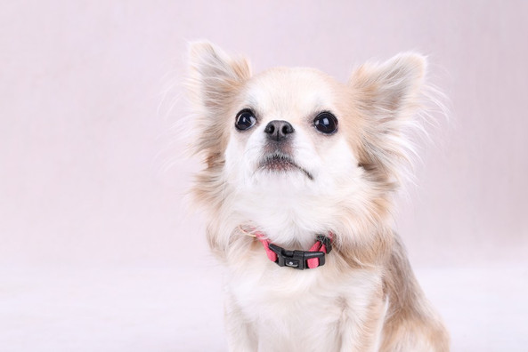 Flamingo f-523519 - Noekie Adjustable Pink Dog Collar with Nickel Ring
