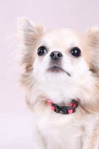 Flamingo f-523519 - Collier Rose Ajustable Noekie pour Chiens