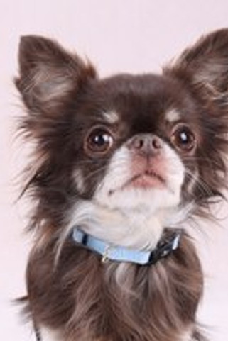 Flamingo f-523513 - Collier Noekie Bleu Confort et Élégance