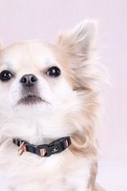 Flamingo f-523498 - Collier Confortable Multicolore pour Chiens