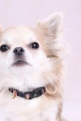 Flamingo f-523498 - Collier Confortable Multicolore pour Chiens