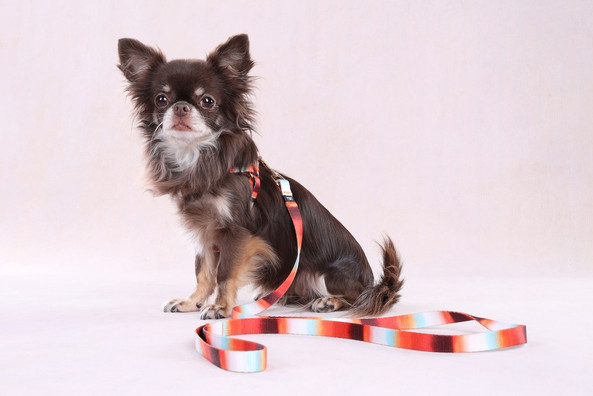 Flamingo f-523493 - Laisse Naja Multicolore pour Chiens Aventureux