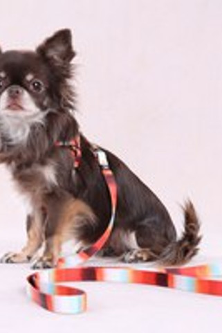 Flamingo f-523493 - Laisse Naja Multicolore pour Chiens Aventureux