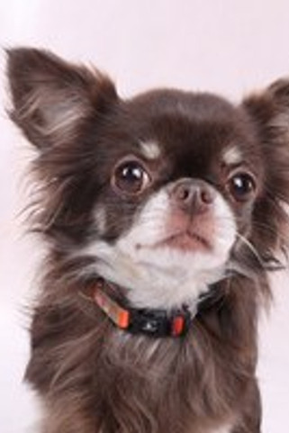 Flamingo f-523492 - Collier Naja Confort et Élégance pour Chiens