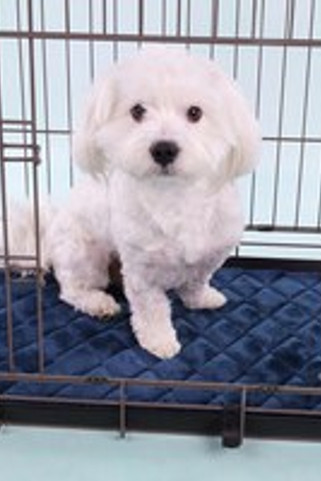 Flamingo f-523537 - Coussin Confort Mémoire pour Chiens