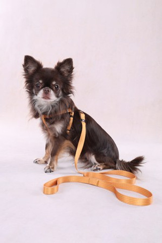 Flamingo f-523531 - Harnais Luxe Réglable Noekie Jaune