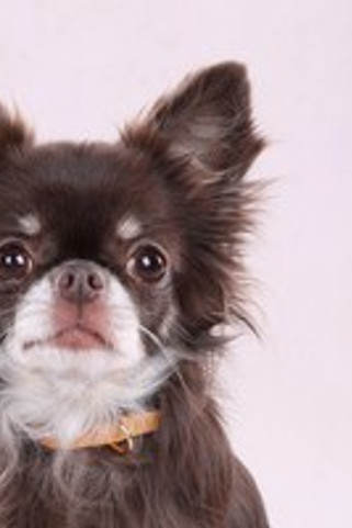 Flamingo f-523526 - Collier Confortable Noekie pour Chiens Élégant et Pratique