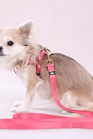 Flamingo f-523523 - Harnais Confort Ajustable pour Chiens